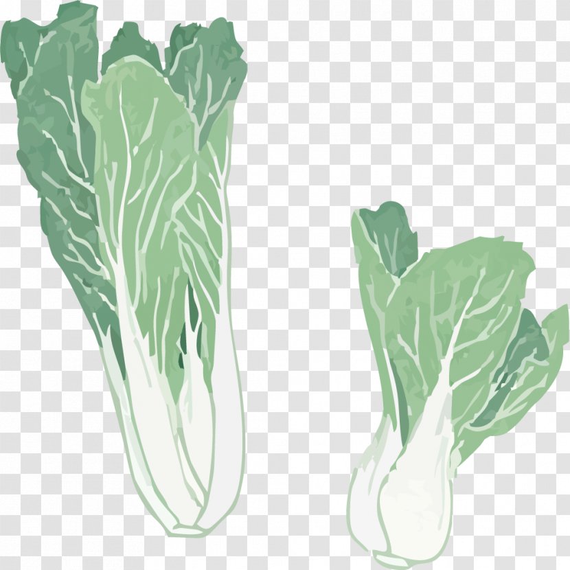 Chard Spring Greens Chinese Cabbage - Painted Green Transparent PNG