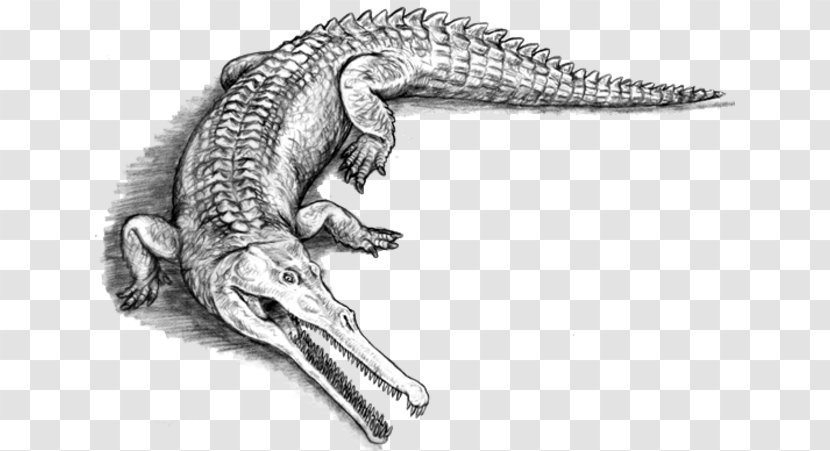 American Crocodile Alligators Sarcosuchus Evolution Transparent PNG