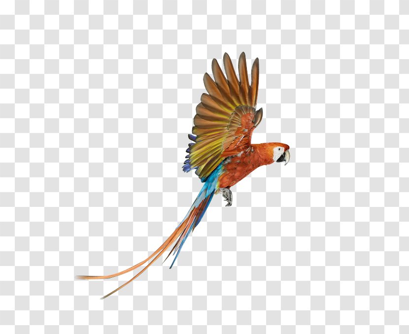 Parrot Bird Battery Charger Download - Flying The Colored Transparent PNG