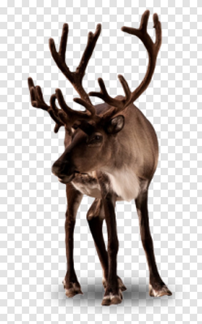 Rudolph Deer Santa Claus Boreal Woodland Caribou Christmas - Stock Photography Transparent PNG