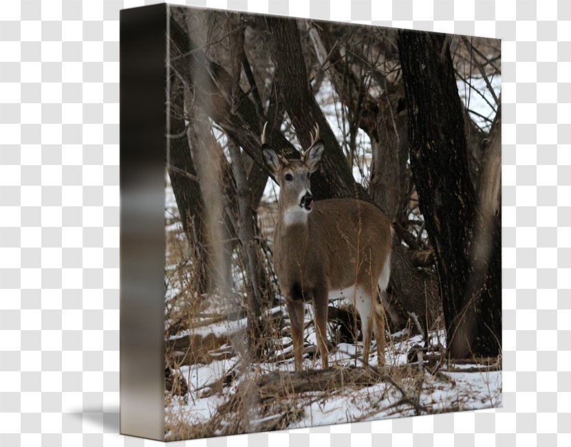 White-tailed Deer Fauna Wildlife Winter - Whitetail Transparent PNG