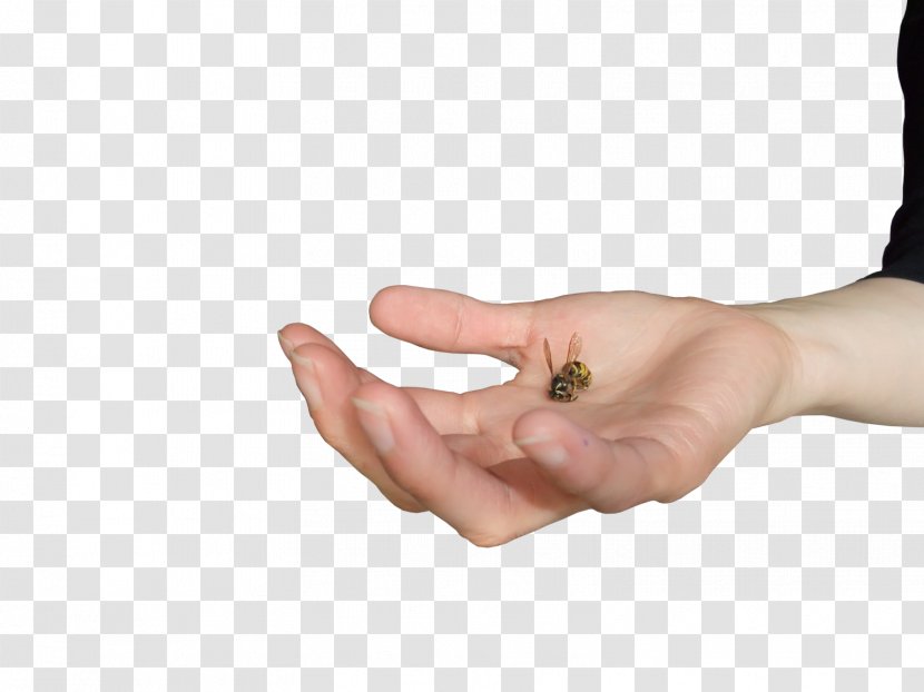 Hand Thumb Arm Finger - Deviantart - Wasp Transparent PNG