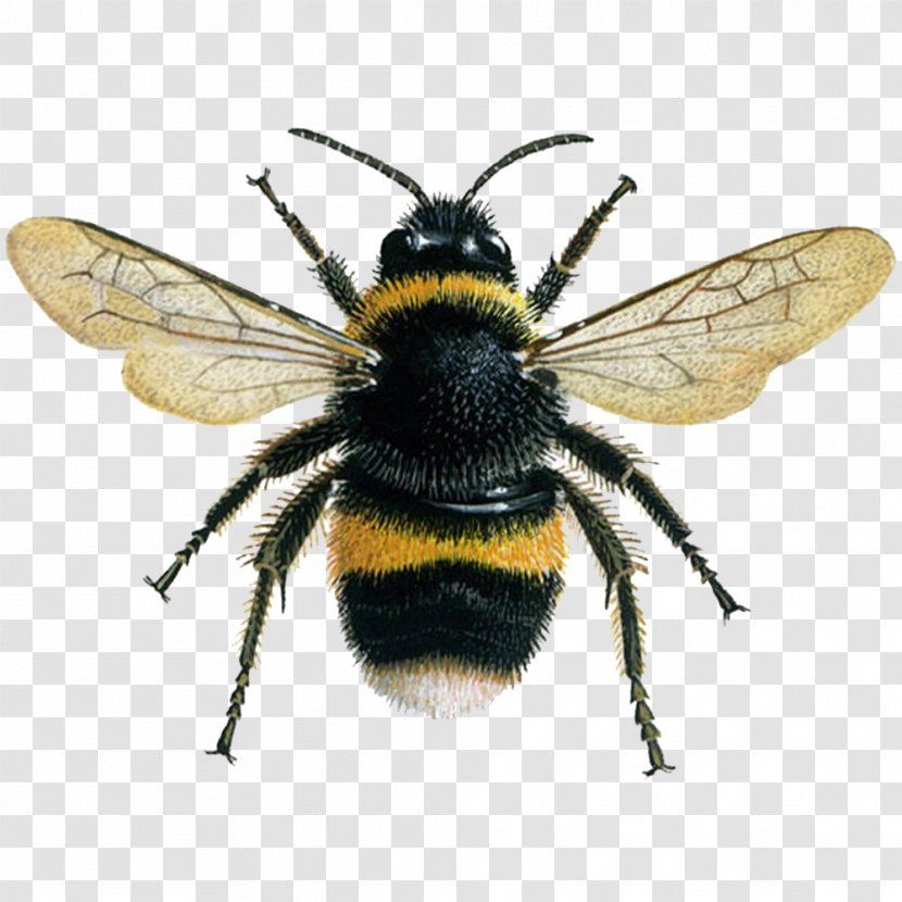 Western Honey Bee Insect Bombus Terrestris Lucorum - Hortorum Transparent PNG