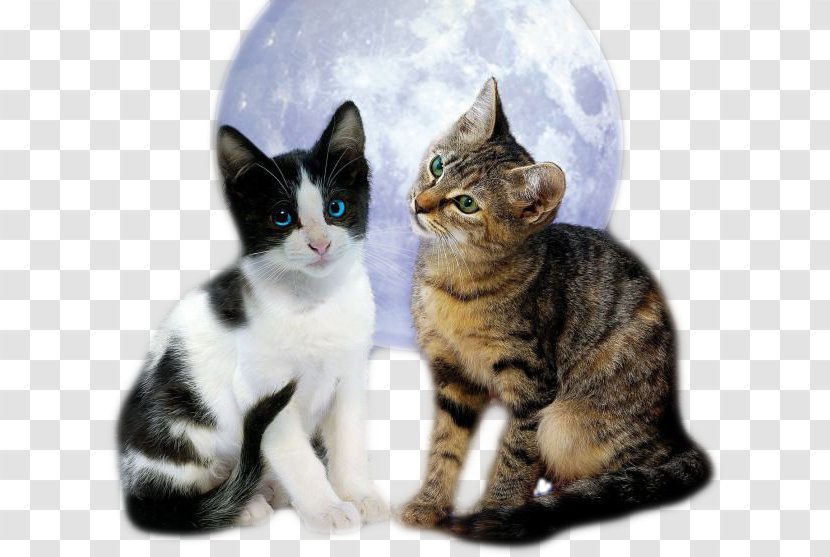 Jigsaw Puzzles Goodgame Big Farm Puzzle Cats - Moonlight - Aegean Cat Transparent PNG