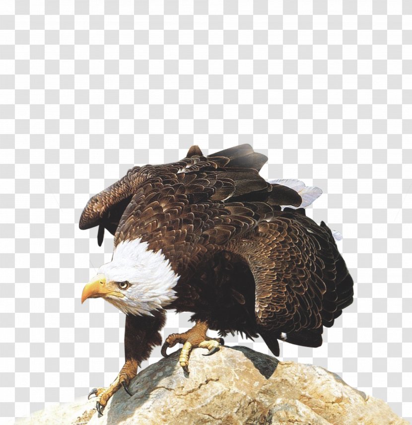 Competition Business - Bird Of Prey - Eagle Transparent PNG