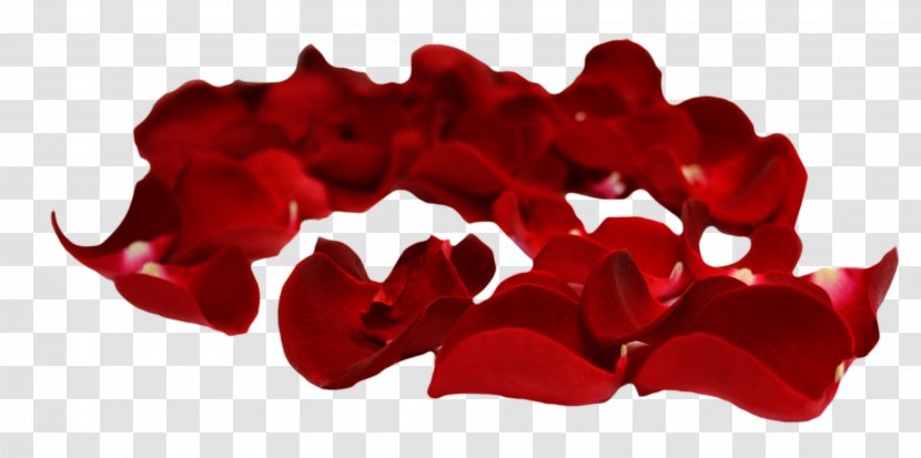 Petal Rose Clip Art - Flower Transparent PNG