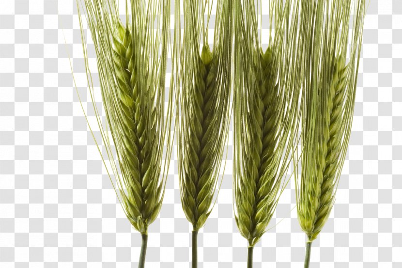 Barley Emmer Food - Grain Transparent PNG
