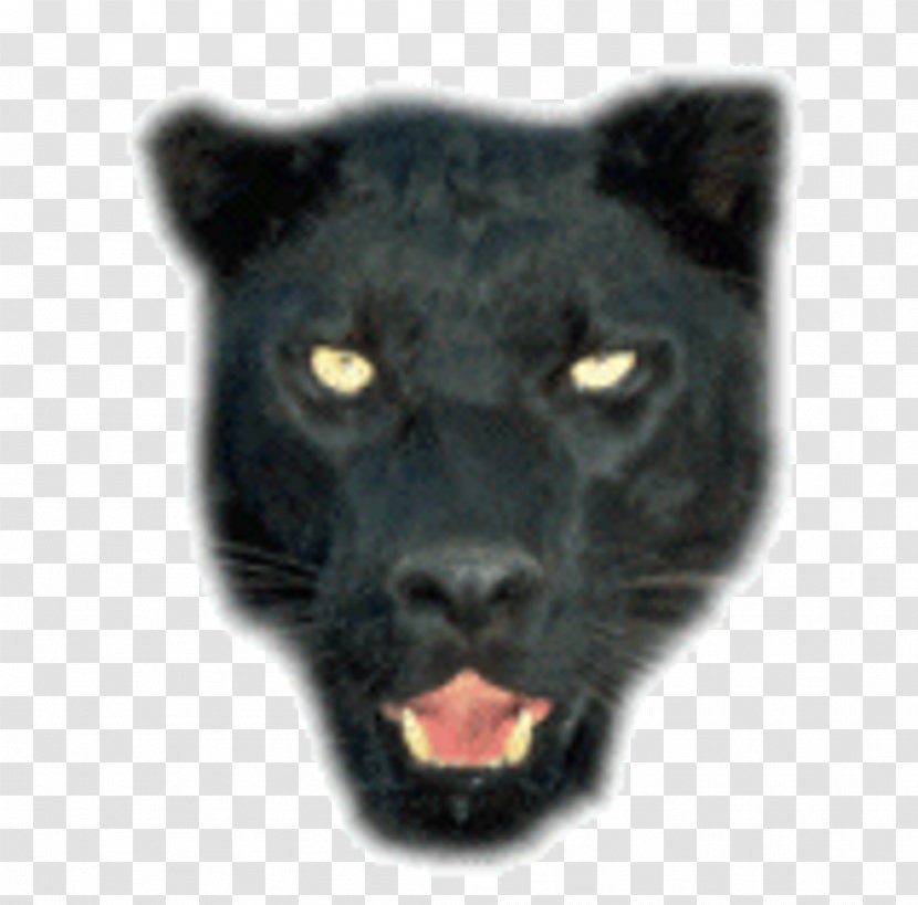 Jaguar Leopard Black Panther Tiger Lion - Mammal Transparent PNG