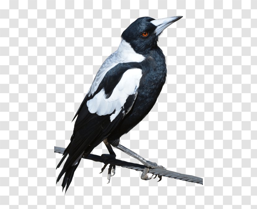 Eurasian Magpie Bird American Crow Australian - Common Blackbird Transparent PNG