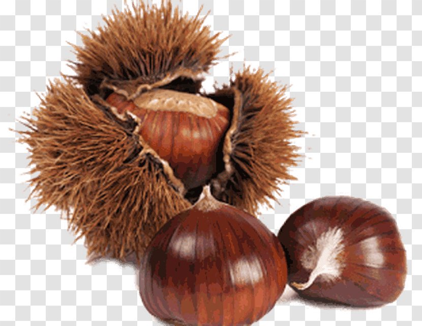 Sweet Chestnut Marron Stock Photography - Nuts Seeds Transparent PNG