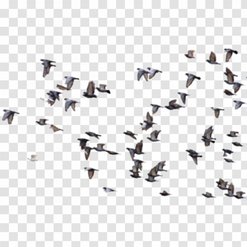 European Herring Gull Bird Common Great Black-backed Columbidae - Sky - Disney Birds Transparent PNG
