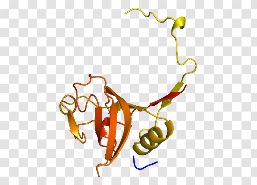 Cathepsin L1 B Protein - Petal - Plant Stem Transparent PNG