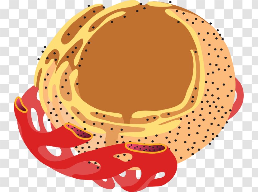 Endoplasmic Reticulum Cell Endomembrane System Golgi Apparatus Eukaryote - Slide Presentation Transparent PNG