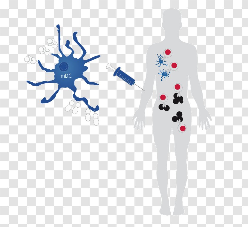 Dendritic Cell-based Cancer Vaccine Acute Myeloid Leukemia - Frame - Cell Transparent PNG