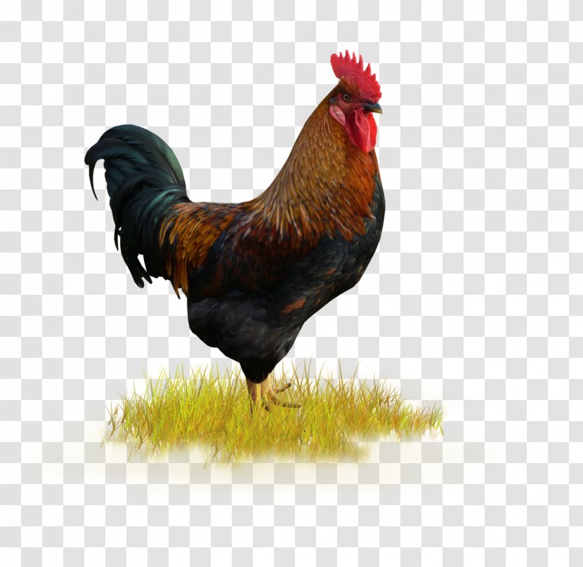 Rooster Chicken Holiday Harvest Festival Transparent PNG