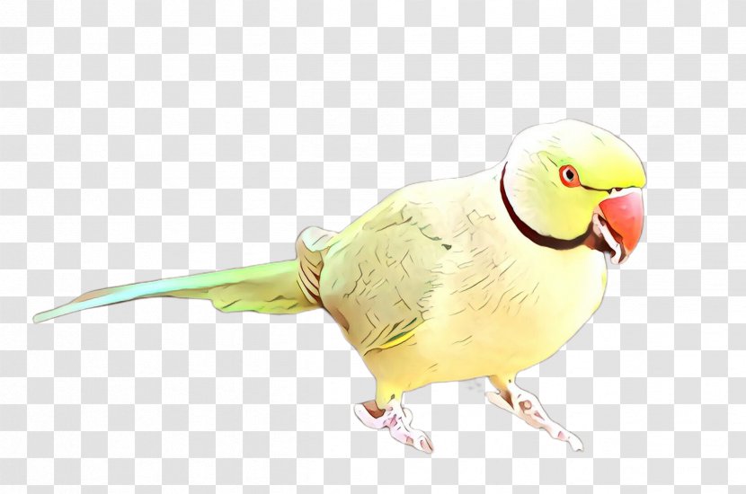Bird Parakeet Parrot Beak Budgie - Wing Transparent PNG