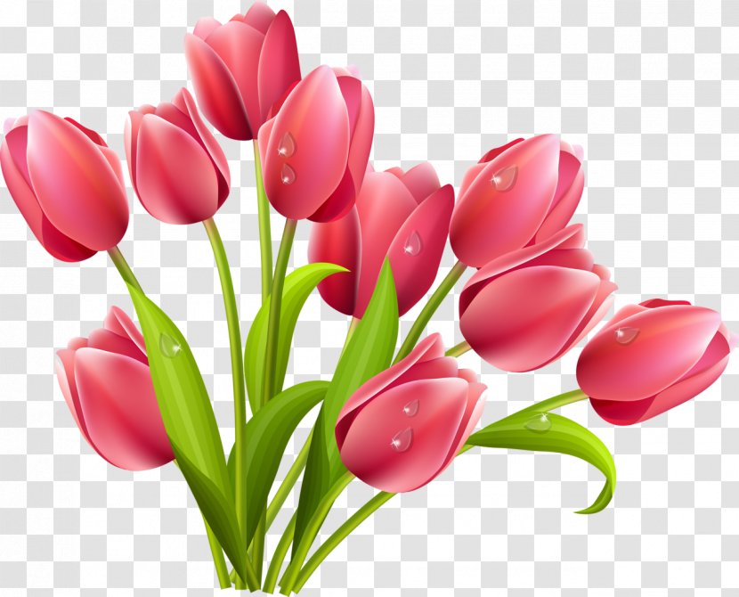 Tulip Mania Arranging Cut Flowers Clip Art - Magenta Transparent PNG