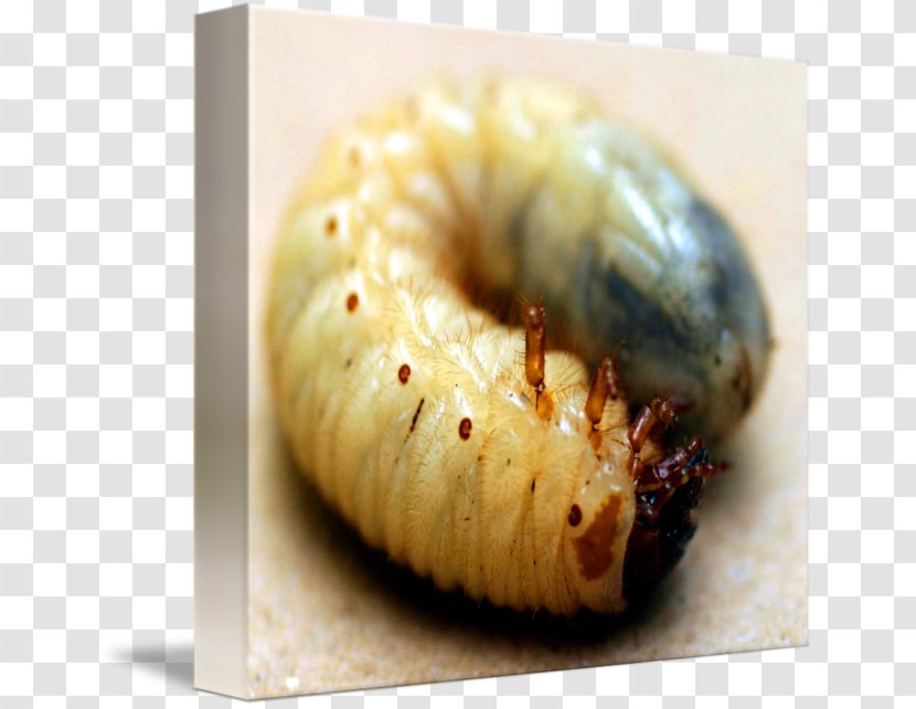 European Rose Chafer Beetle Larva Transparent PNG