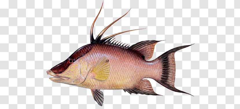 Hogfish Snapper Fishing Yellowfin Tuna Wrasse Transparent PNG