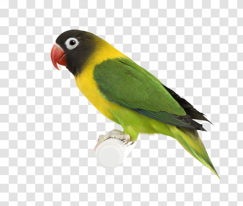 Bird Desktop Wallpaper Parakeet - Royaltyfree Transparent PNG