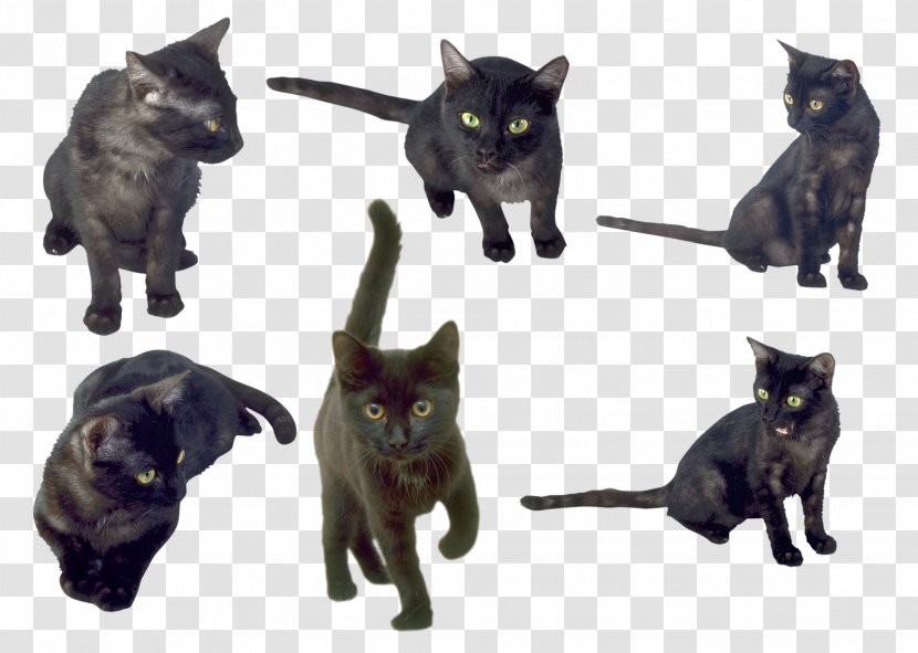 Bombay Cat Korat Burmese Kitten Black - Like Mammal Transparent PNG