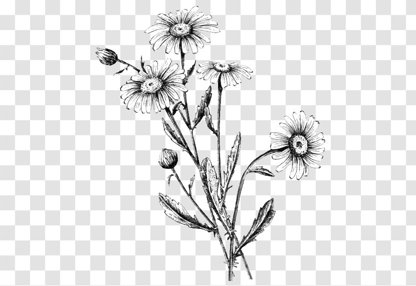Common Daisy Oxeye Flowering Plant Plants Cut Flowers - Drawing Transparent PNG