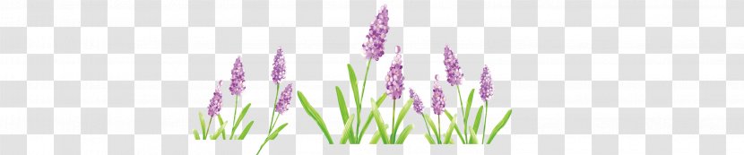 Lavender - Flower - Violet Transparent PNG