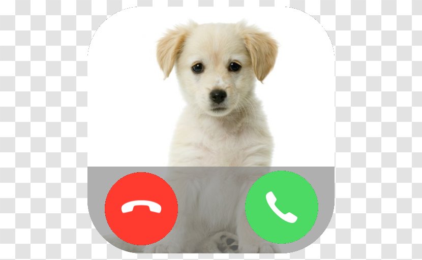 Puppy Labrador Retriever Pet Kitten Cuteness - Stock Photography - Dog Phone Calling Transparent PNG