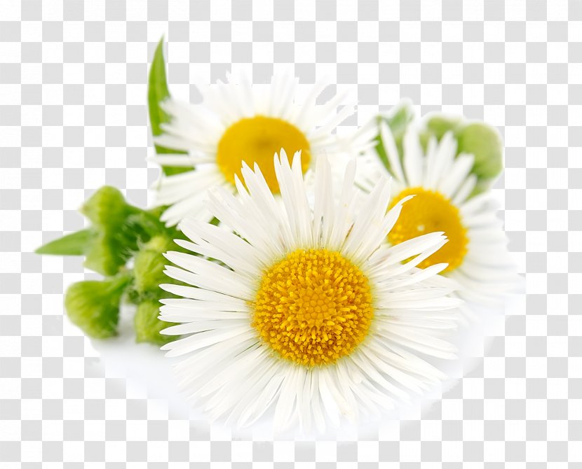 Roman Chamomile German Essential Oil - Oxeye Daisy Transparent PNG