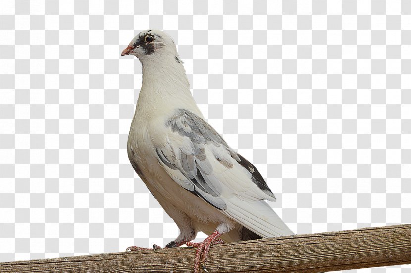 Homing Pigeon Columbidae Bird Feather - DOVE Transparent PNG