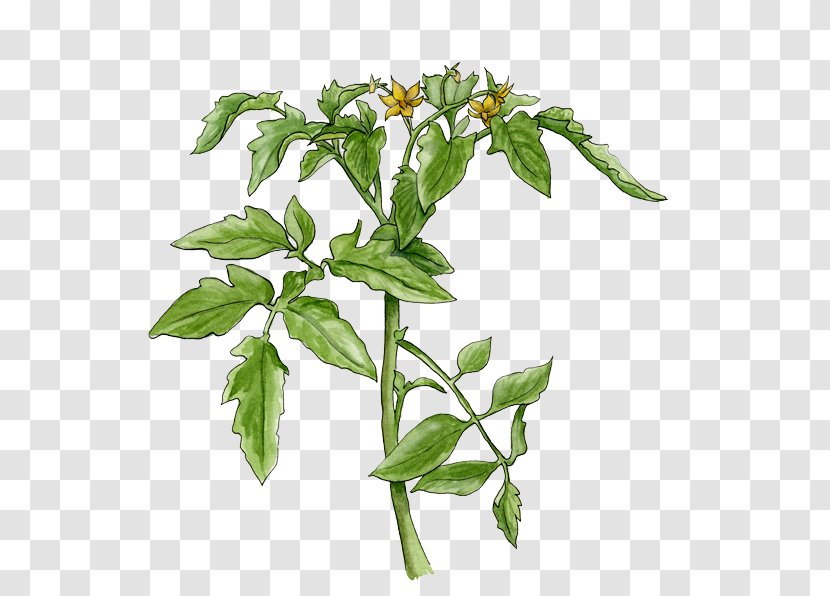 Tomato Soup Cherry Basil Pea Plant - Nightshade Transparent PNG