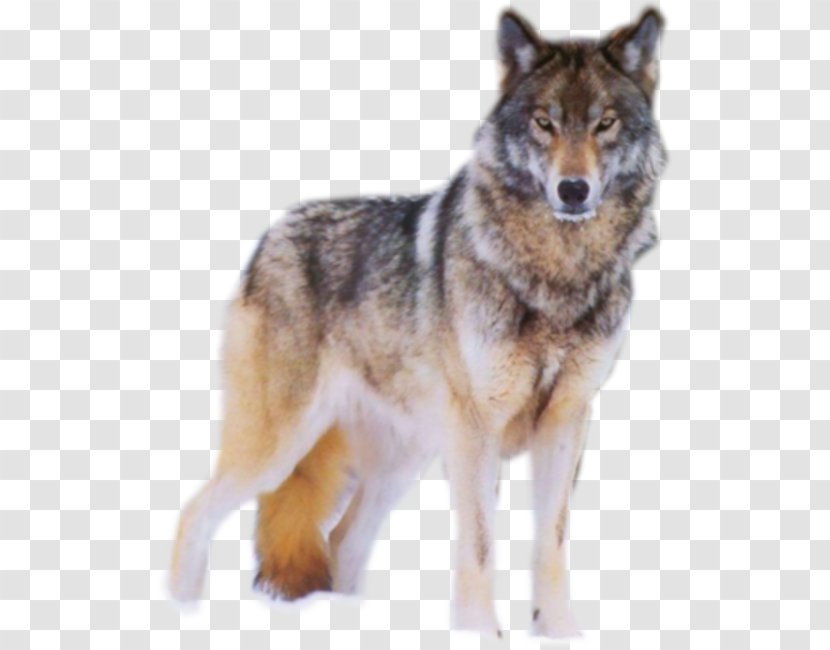 Coyote Peter And The Wolf Mexican Arctic Und Der ,op. 67 - Dog Like Mammal - Sergei Prokofiev Transparent PNG
