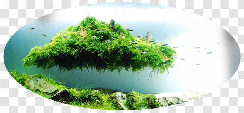Nature Aquarium World Aquascaping Fishkeeping Water Garden - Sumida - Planted Transparent PNG