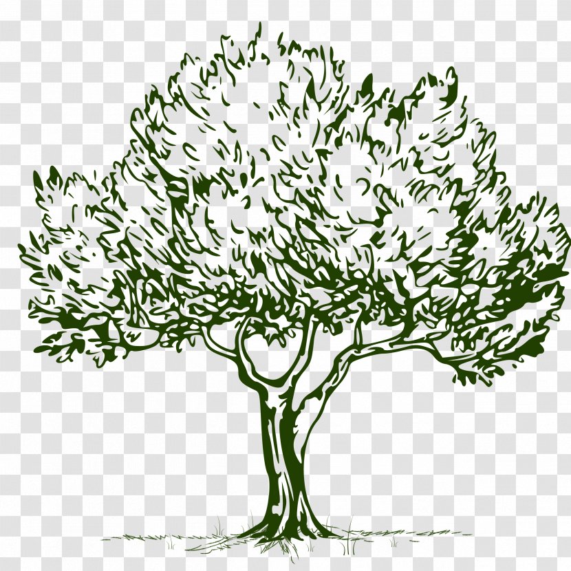 Line Art Tree Plant Woody Grass - Branch - Flower Transparent PNG