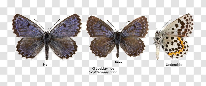 Butterfly Chequered Blue Moth Nasjonal Rødliste Species - Arthropod Transparent PNG