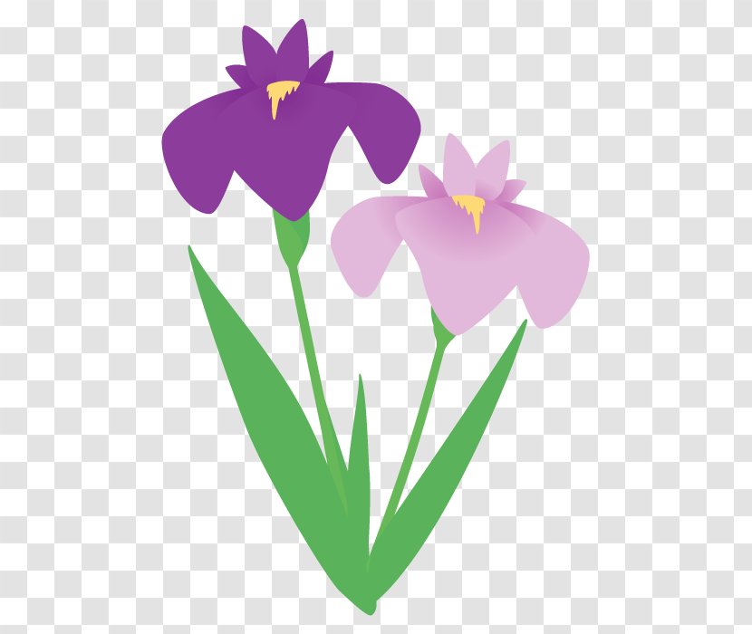 Flower Painting - East Asian Rainy Season - Iris Family Violet Transparent PNG