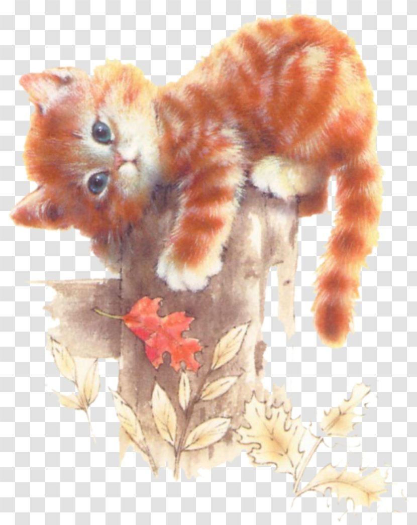 Lolcat Kitten Puppy Bedding - Cat Transparent PNG