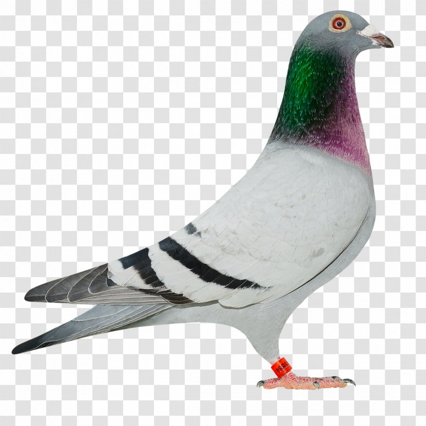 Homing Pigeon Columbinae Rock Dove Stock Bird - Baby Transparent PNG