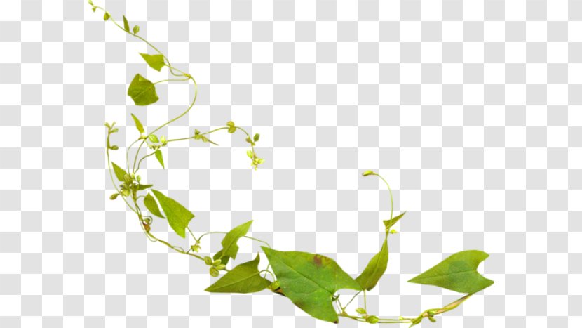 Twig Leaf - Plant Transparent PNG