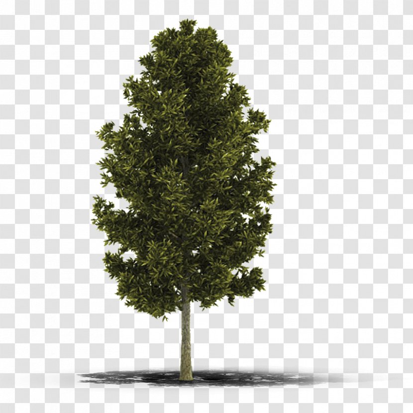 3D Modeling Tree Cinema 4D Shrub Computer Graphics Transparent PNG