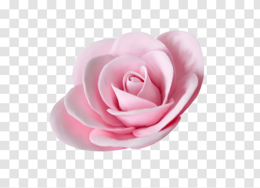 Garden Roses Flower Beach Rose - Petal Transparent PNG