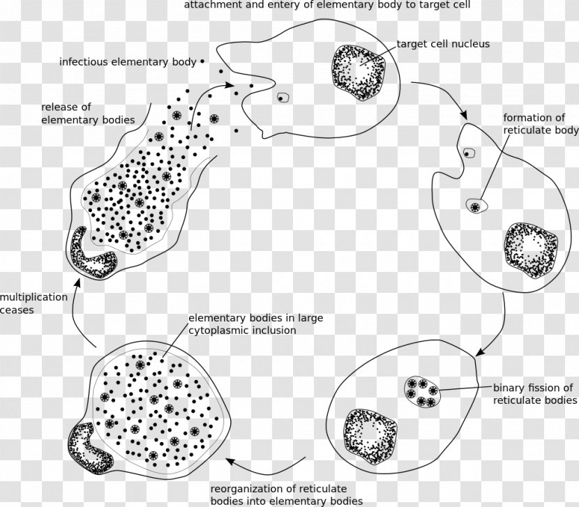 Chlamydia Trachomatis Chlamydiae Infection Intracellular Parasite Pathogenic Bacteria - Disease - Bactericidal Mycoplasma Transparent PNG