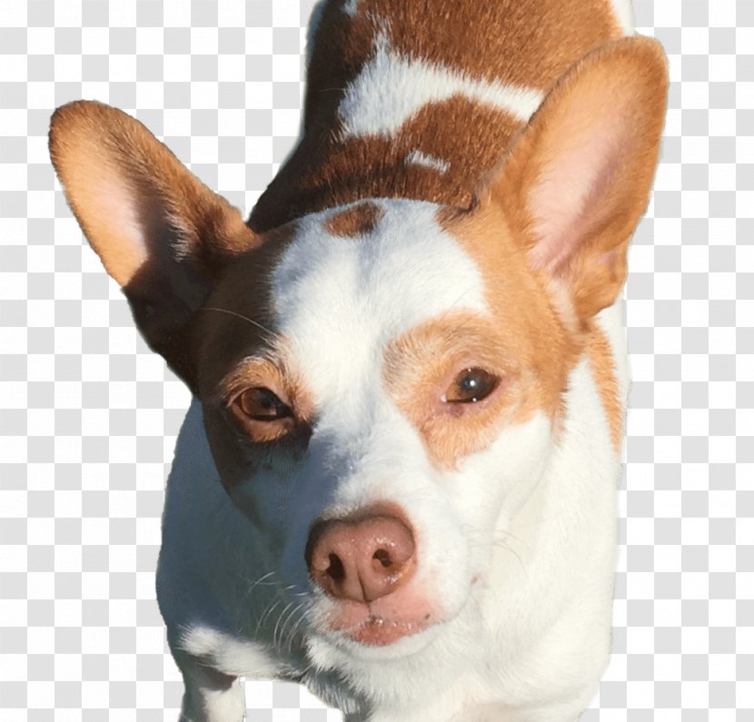 Miniature Fox Terrier Dog Breed Rat Tenterfield Los Gatos - Mountain View - Altos Hills Transparent PNG