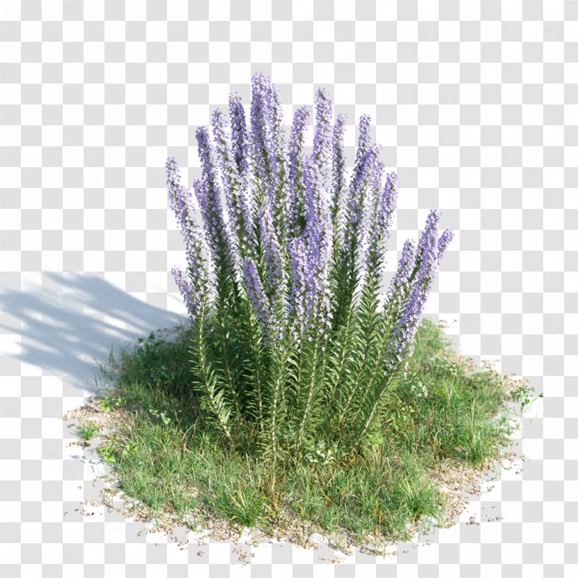 3D Modeling Computer Graphics Leucophyllum Frutescens FBX Wavefront .obj File - Obj - Rosemary Tea Transparent PNG