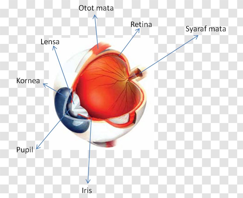 Le Mini Visuel Dictionnaire Multilingue The Macmillan Visual Dictionary - Heart - Senja Transparent PNG