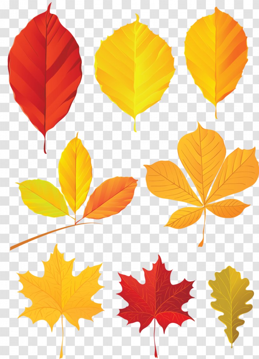 Autumn Leaf Color Clip Art - Orange - Maple Transparent PNG