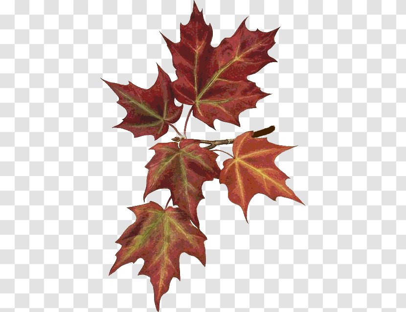 Maple Leaf Autumn Leaves Botany Botanical Illustration - Painting - Hojas Transparent PNG
