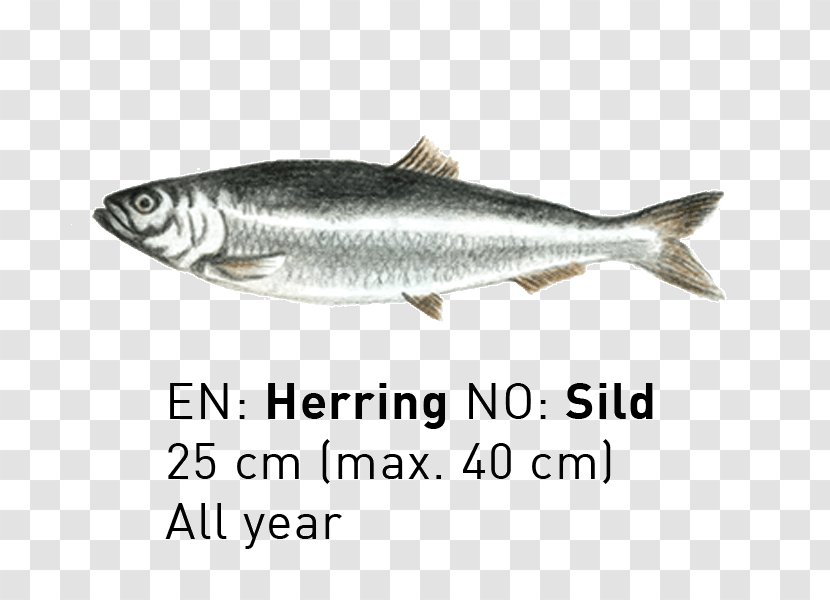 Sardine Coho Salmon Fish Products Capelin Mackerel - Herring - Cod Transparent PNG