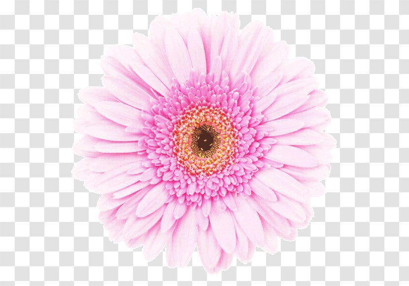Transvaal Daisy Pink White Stock Photography Red - Private Appointment Transparent PNG