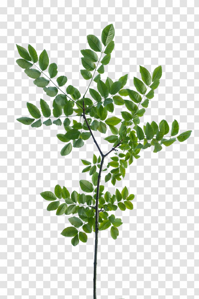 Texture Mapping Branch Leaf Tree Shrub - Subshrub Transparent PNG